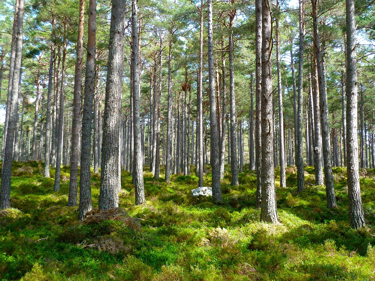 Taksacja terenowa lasów na terenie gminy Przechlewo